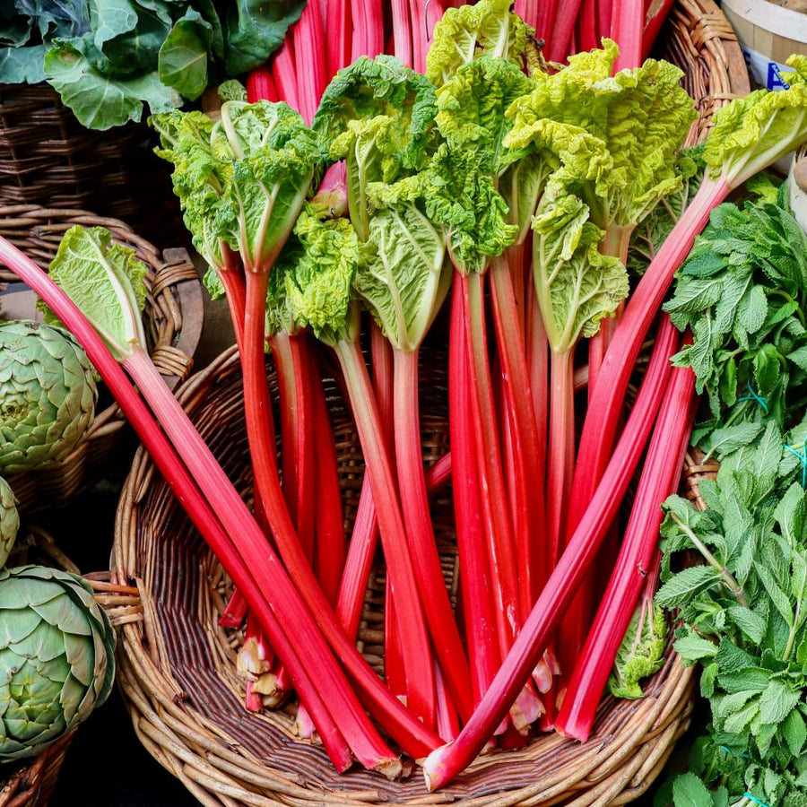 Set 5 Red Rhubarb Plants Roots for Planting, Rhubarb Root Plant, Rhubarb Plants Live Root, Hardy Vegetable