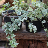 Variegated Ivy Plant, 6 Inch Pot, Hardy English Ivy Groundcover Houseplant
