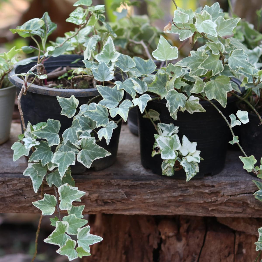 Variegated Ivy Plant, 6 Inch Pot, Hardy English Ivy Groundcover Houseplant