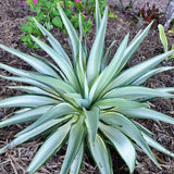 Agave Live Plant Succulent, 8 Starter Plants, Hardy Ornamental Cactus Agave for Indoor or Outdoor Planting, Blue Green Leaves