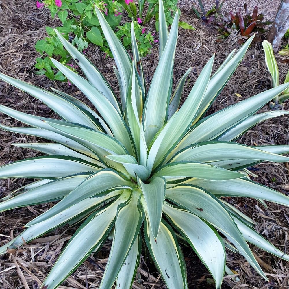 Pack 4 Agave Succulent Plant Live, Small Agave Plants for Garden and Containers, Hardy Ornamental Cactus