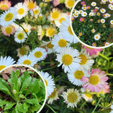 White Yellow Daisy Plant Live, Daisy Flower Plants Live Gardening, 6 Inc Potted