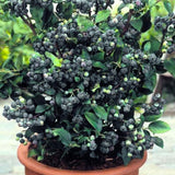 2 Black Huckleberry Trees Live Plants, Starter 4-6 Inc Tall in 4 Inc Pot, Well Rooted, Dormant, Huckleberries Blueberry Like, Sweet