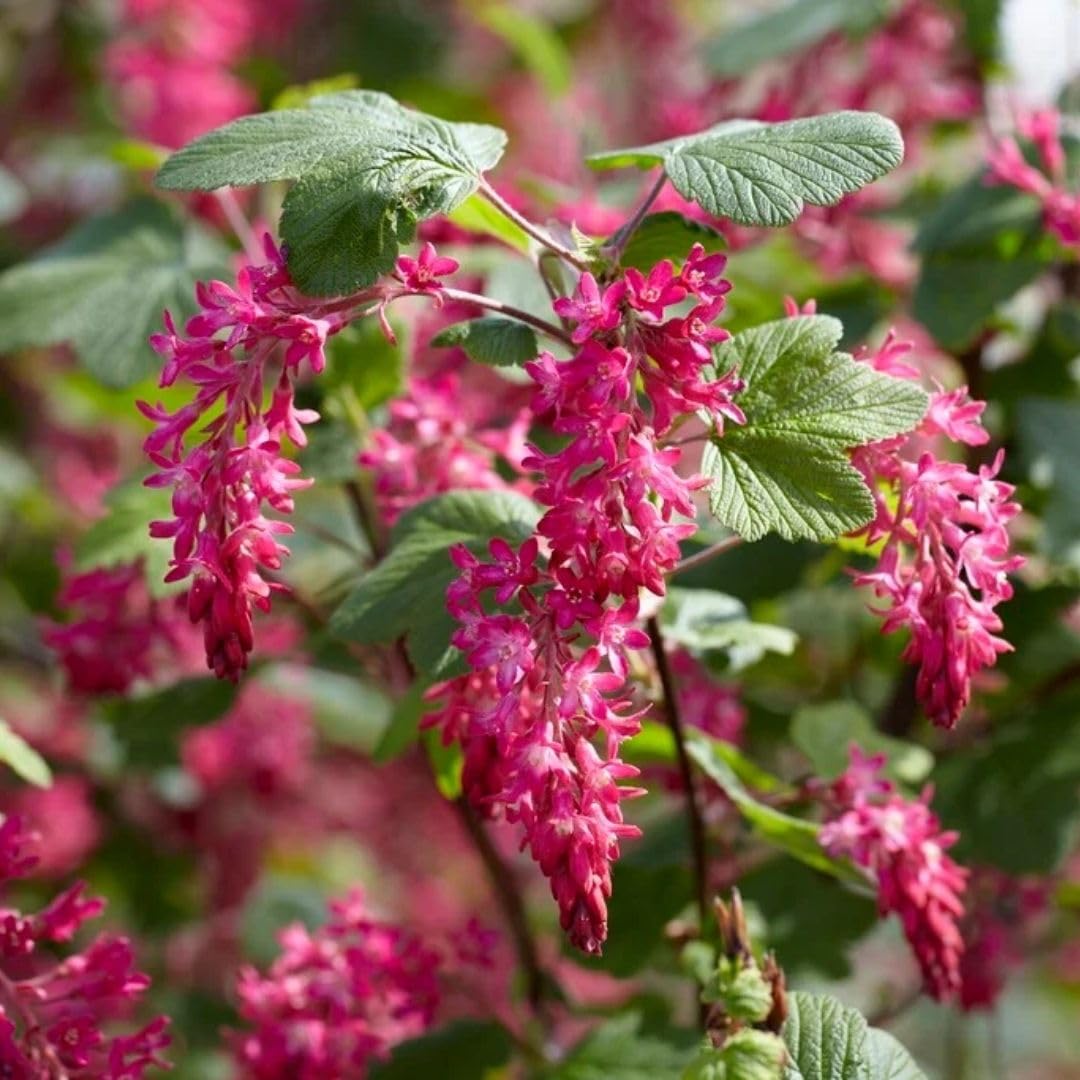 Live Pink Flowering Currant Plant 4-7nInch Tall, Flowering Currant Shrub with Spring Blooms, Ornamental Flowering Bush in Pot