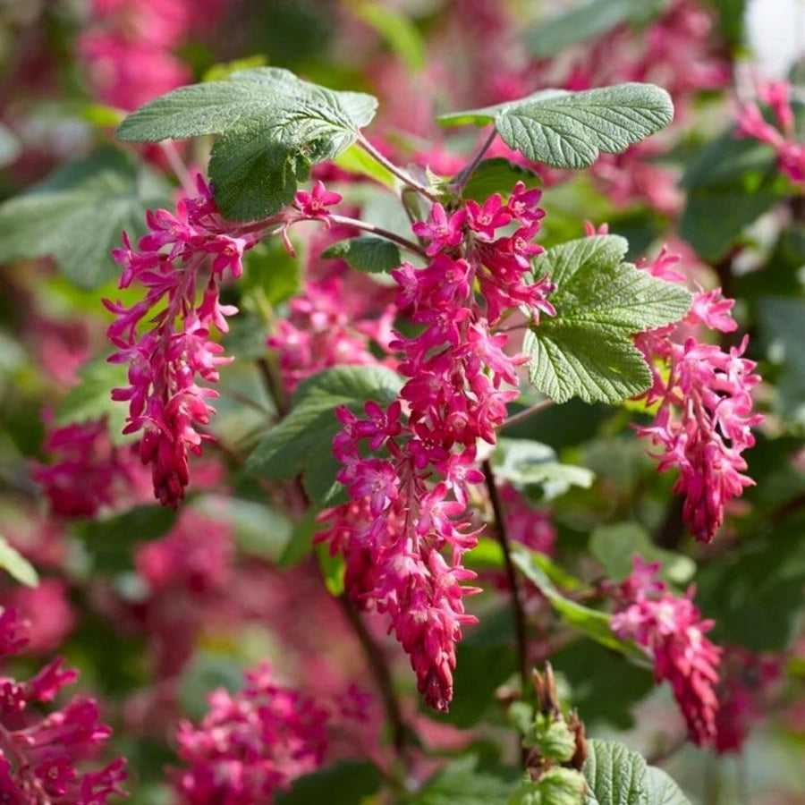 Live Pink Flowering Currant Plant 4-7nInch Tall, Flowering Currant Shrub with Spring Blooms, Ornamental Flowering Bush in Pot