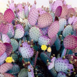 Set 25 Purple Prickly Pear Cactus Seeds, Purple Prickly Pear Seeds, Drought Tolerant Cactus for Planting