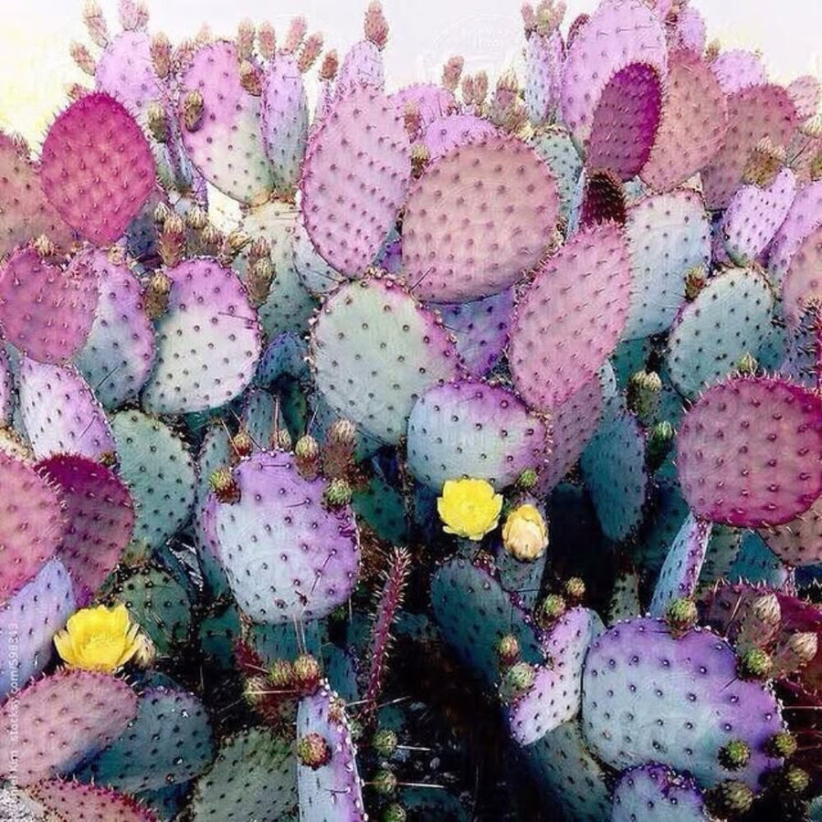 Set 25 Purple Prickly Pear Cactus Seeds, Purple Prickly Pear Seeds, Drought Tolerant Cactus for Planting