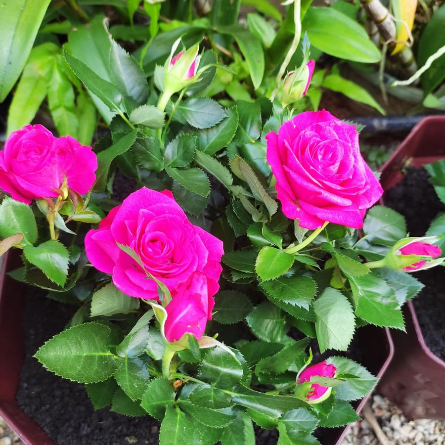 Magenta Mini Rose Plant Live, Miniature Rose Bush in 3" Pot, Indoor Outdoor Flowering Plant, Compact Live Rose for Gifts and Gardens