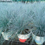Blue Fescue Grass Plants Live, Ornamental Grass for Outdoor Landscaping and Containers, in 4" Pot