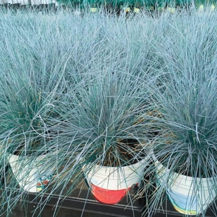 Blue Fescue Grass Plants Live, Ornamental Grass for Outdoor Landscaping and Containers, in 4" Pot