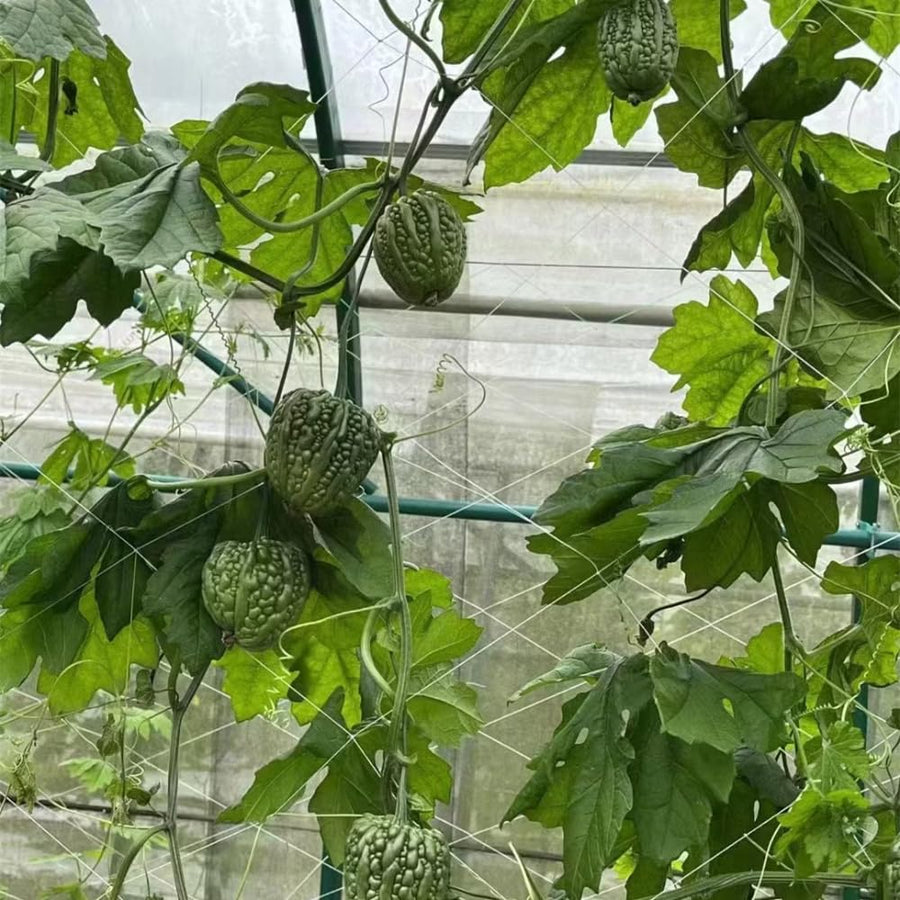 20 Bitter Melon Vegetable Seeds, Bitter Gourd Seeds for Outdoor Planting (Heart)