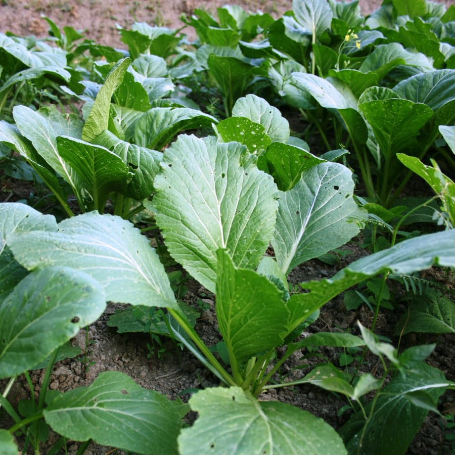 Set 1000 Florida Mustard Seeds for Planting, Green Broadleaf Mustard Seed, Fresh and Fast Growing for Vegetable Garden