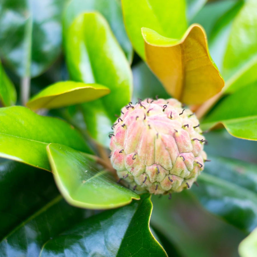Southern Magnolia Plant Live 8-14 Inch Tall, Fragrant Magnolia Bush Live Plant, Magnolia Flowers for Enhancing Your Garden