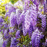 3 Purple Wisteria Trees Live Plants, Purple Wisteria Plant Live 6-12 Inch Tall, Wisteria Vine Live Plant, Wisteria Live Plant, Fragrant Wisteria Flowers, in Pots