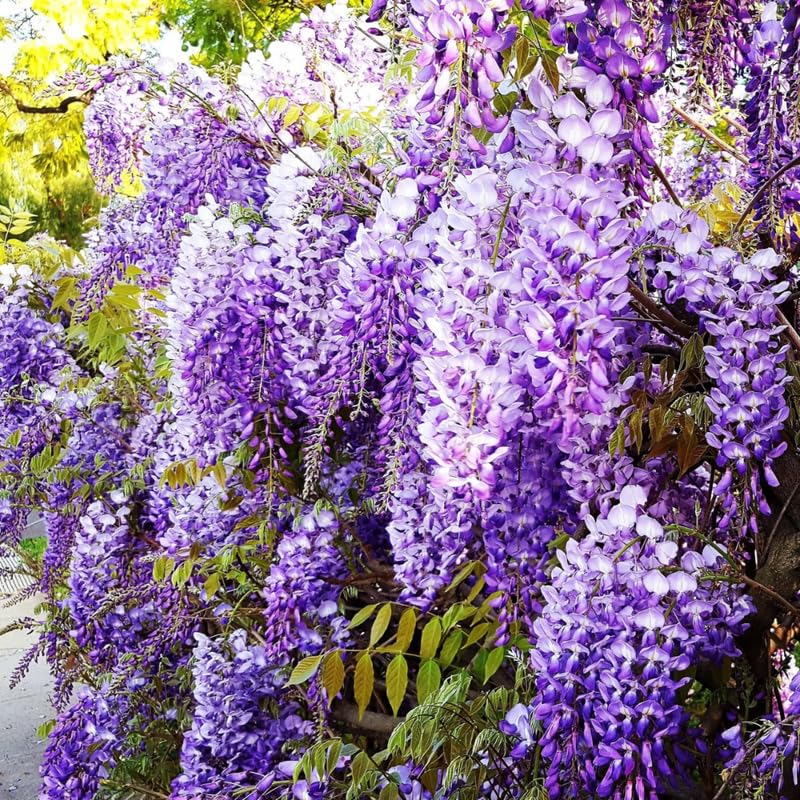 Purple Wisteria Tree Live Plant for Planting, 6-12 Inc Tall, Wisteria Vine Fragrant Flowers, Potted Well Plant