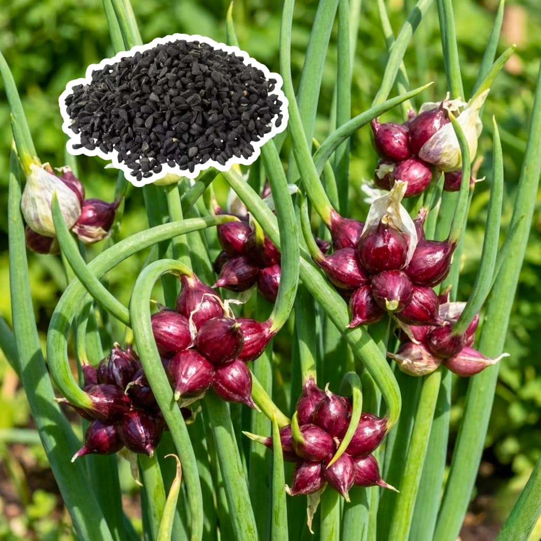 200 Walking Onion Seeds for Planting, Hardy Perennial Vegetable Egyptian Walking Onion Seeds for Indoor Outdoor Garden and Patio Growing