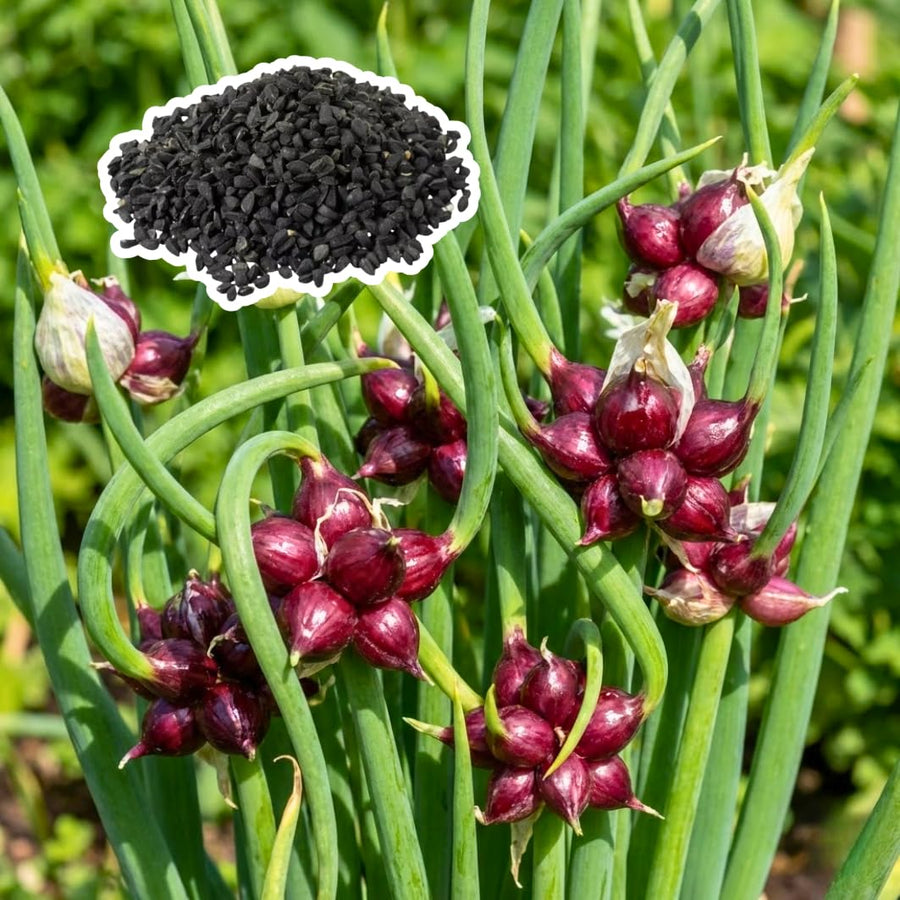 200 Walking Onion Seeds for Planting, Hardy Perennial Vegetable Egyptian Walking Onion Seeds for Indoor Outdoor Garden and Patio Growing