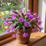 Easter Cactus Live Plant, Easter Cactus Plant 5 Inches in Height, 4 Inch Pot, Bright Bloom Flowering Houseplant for Planting (Purple)