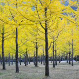 Yellow Ginkgo Tree Live Plant, Ginkgo Tree, 4–6 Inches Tall in Pot, Cold Hardy, Well-Rooted, Ready to Grow for Garden Planting