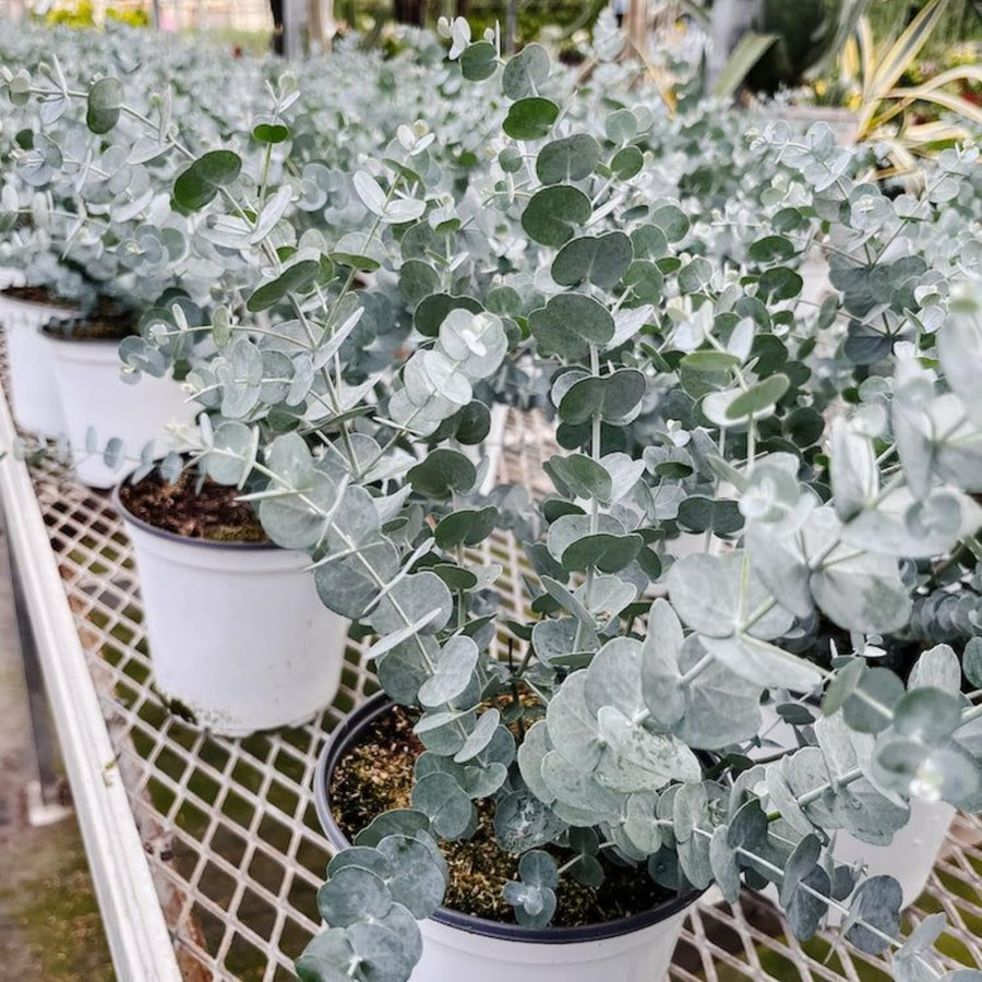 Eucalyptus Tree Live Plant 5″ Pot, Fragrant Eucalyptus Plant, Easy Grow Ornamental Tree for Outdoor (Silver Dollar Eucalyptus)
