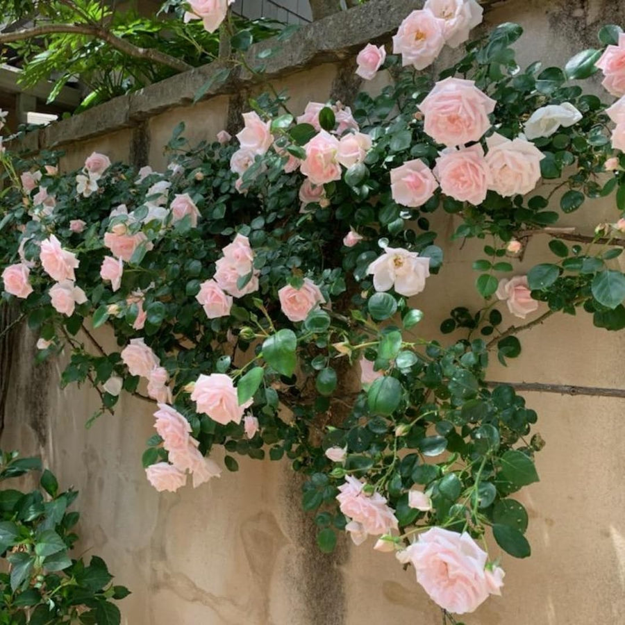 Climber Rose Plant Live - Climbing Rose - Come Bare Root with Soil, No Leaves, 5 to 7 Inches (Pink New Dawn)