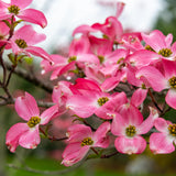 Pink Dogwood Live Tree in Quart Pot, Flowering Ornamental Trees for Outdoor Garden, Pink Blooms Spring Tree 8-14 Inches Tall