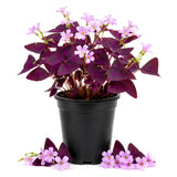 Purple Shamrock Plant Live, Starter Oxalis Plant in 4" Pot, Easy Care Ornamental Houseplant for Patio, Container and Home Gardening