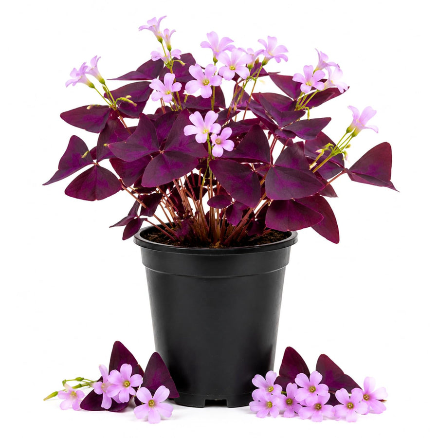 Purple Shamrock Plant Live, Starter Oxalis Plant in 4" Pot, Easy Care Ornamental Houseplant for Patio, Container and Home Gardening