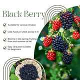 Black Berry Plant, Black Berry Bushes Live Plant, 2 to 3 Feet Vine, Sweet Blackberries Fruit Seedling, Hardy Fruit Bearing Shrubs for Outdoor Planting