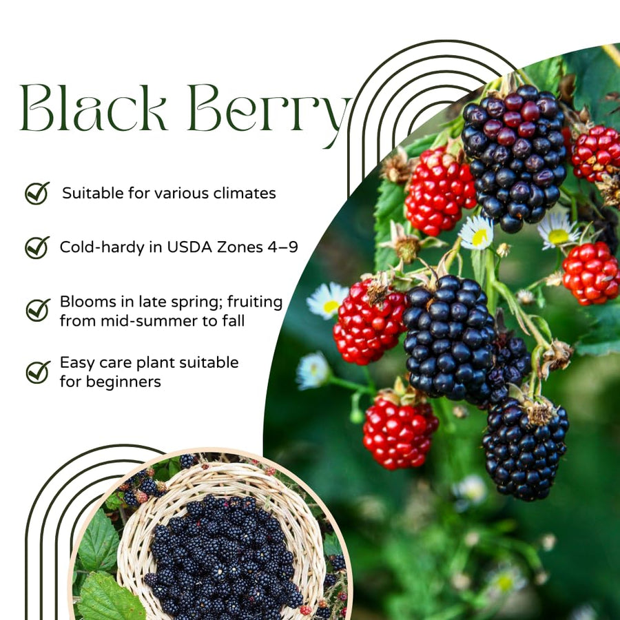 Black Berry Plant, Black Berry Bushes Live Plant, 2 to 3 Feet Vine, Sweet Blackberries Fruit Seedling, Hardy Fruit Bearing Shrubs for Outdoor Planting