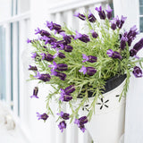 Lavender Live Plant 4″ Pot, Fragrant Purple Blooms, Outdoor and Container Growing, Zones 8–11 (Fragrant Purple)