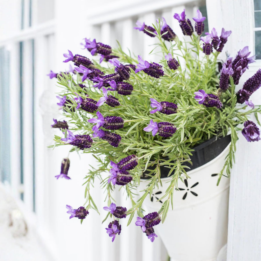 Lavender Live Plant 4″ Pot, Fragrant Purple Blooms, Outdoor and Container Growing, Zones 8–11 (Fragrant Purple)