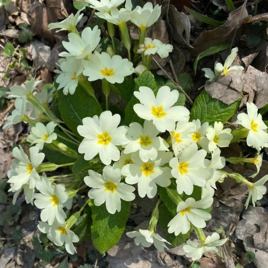 Set of 2 Live White Primrose Plant, Hardy Primrose Flower in 4 Inch Pot, Well Rooted for Indoor or Outdoor Planting