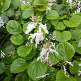 1 Plectranthus Swedish Ivy Plant Live, Swedish Ivy Mint Herb Houseplants in 3.25 Inch Pot for Indoor and Outdoor