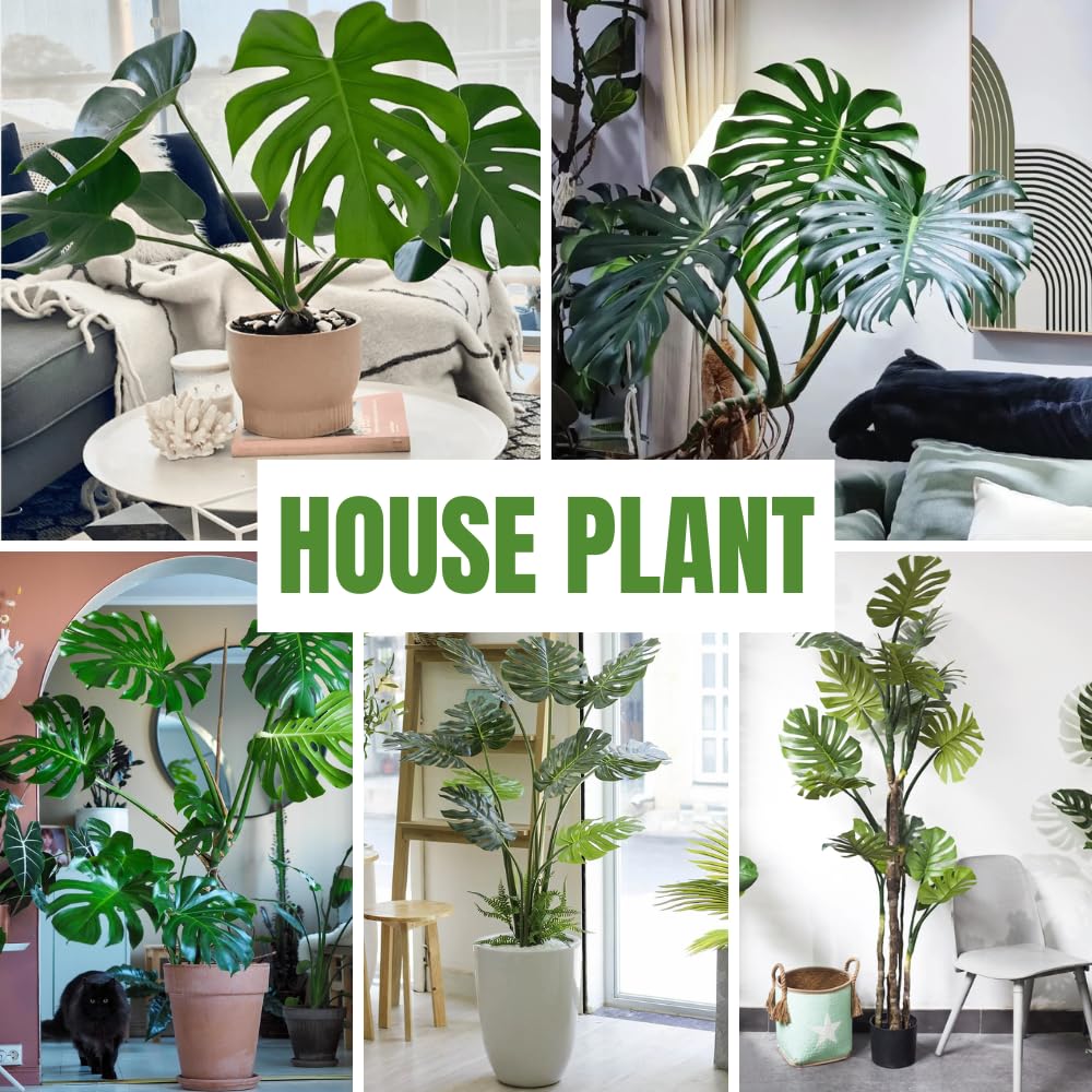 2 Monstera Plants Live, Swiss Cheese Philodendron Plant, Ornamental Tropical Well-Rooted, 4 to 5 Leaves for Indoor Houseplant (Monstera Deliciosa)