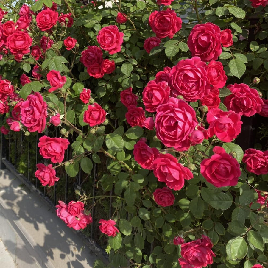 Rose Bush Live Plant - Climbing Rose Plant Live - Bareroot with Soil 7-10 Inch Tall - Fragrant Rose Flowers Heirloom Rose Shrub (Deep Red Rose)