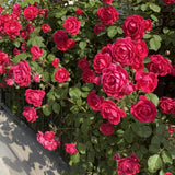 Rose Bush Live Plant - Rose Plant Live Shrub - Bareroot with Soil 5-10 Inch Tall - Fragrant Rose Flowers Heirloom Rose Shrub (Deep Red Pink Rose)
