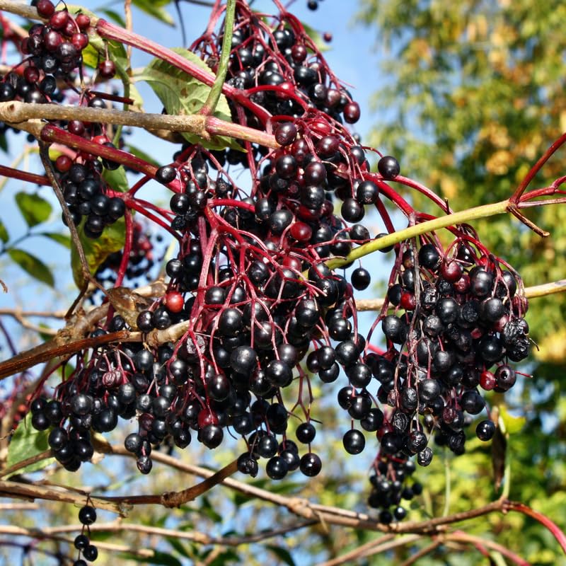 Elderberry Plant, 6-12" Tall in Pot, Black Elderberry Fruit Plants Live for Planting Outdoor Garden