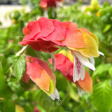 Live Red Shrimp Plants, 2 Plants, Shrimp Plants Live for Garden, 4 to 6 Inches