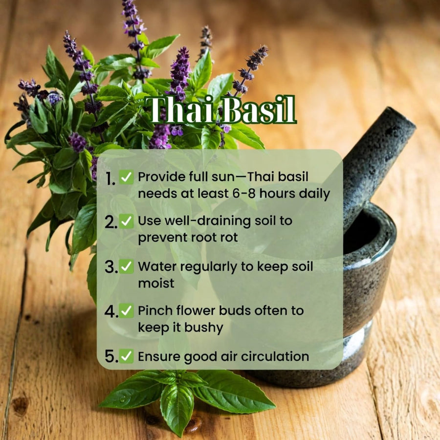 2 Live Thai Basil Plants 4 Inch Pot, High Yielding Basil Plant for Garden, Indoor or Outdoor Growing, Ready to Grow