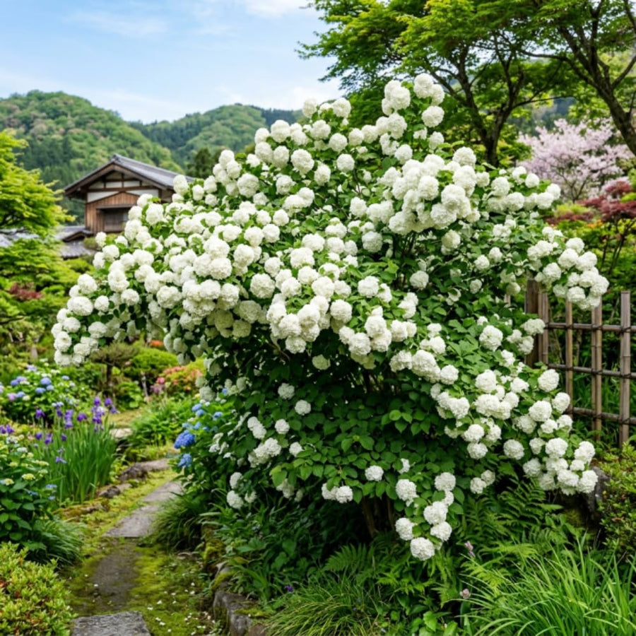 Snowball Bush Live Plant, Snowball Viburnum Bush, 2.5 Inc Pot, 8-10 Inc Tall, Viburnum Live Plant for Outdoor Garden and Landscape