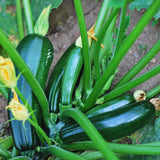 2 Green Zucchini Plants Live, 5-9 Inches Tall, Squash Vegetable Plant for Home Garden, Easy to Plant and High Yields