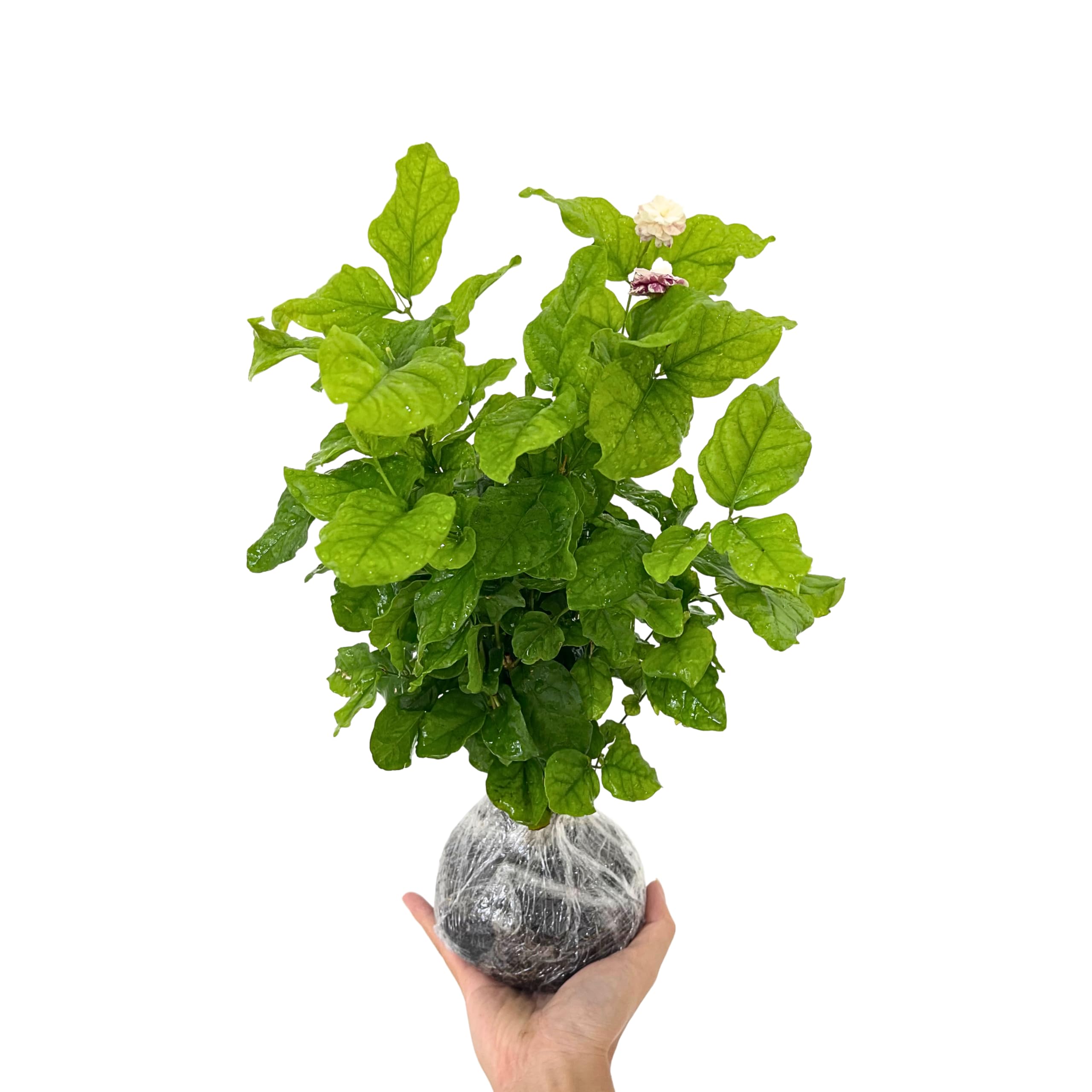 3 Star Jasmine Plants Live, 5 to 6 Inc Long, Green Jasmine Flower Plant Indoor Live