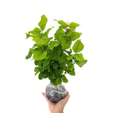 3 Star Jasmine Plants Live, 5 to 6 Inc Long, Green Jasmine Flower Plant Indoor Live