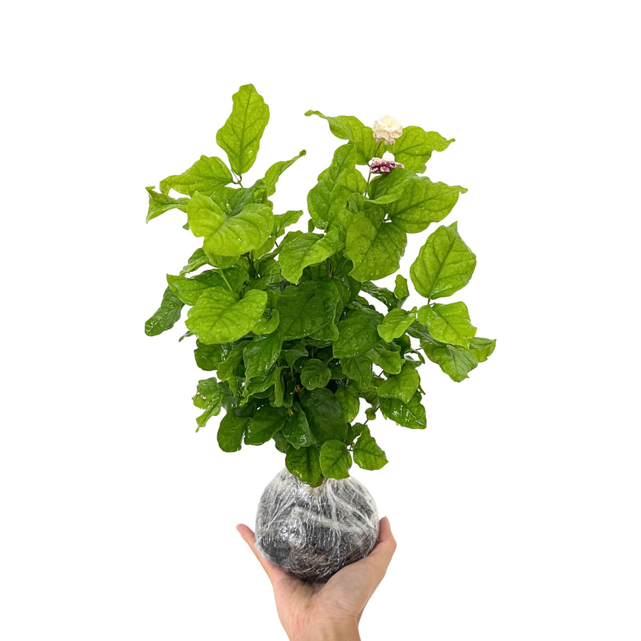 2 Jasmine Plants Live, Jasmine Flower Plant Indoor Live from 4 Inc Tall, White Flower, Zone 6 to 11