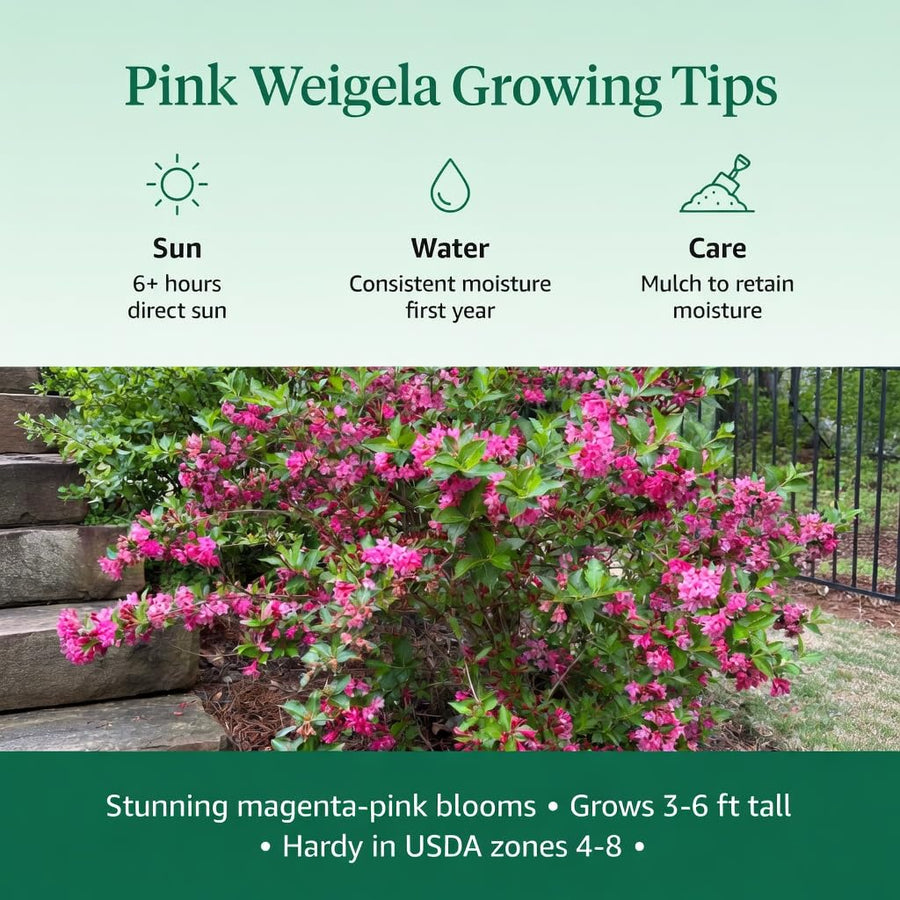Pink Weigela Plant in Quart Pot, Weigela Live Plant, Live Shrub for Outdoor Garden, Spring Blooming Flower Bush