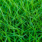 Set of 12000 Zoysia Grass Seed for Lawn, Zoysia Grass Seeds, Soft Dense Green Coverage, Green Grasses for Ground Cover, Front Yard, Backyard or Landscape