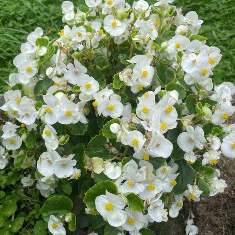 White Begonia Live Plant, 3–6 Inch Tall, 4” Pot, Ornamental Foliage Begonia Plant, Colorful Indoor Houseplant for Home and Office Decor