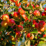 Red Delicious Apple Tree Live Plant for Planting, 1.5-2 Feet Height, Apple Plant Live for Planting, Live Apple Tree Plant, Bareroot