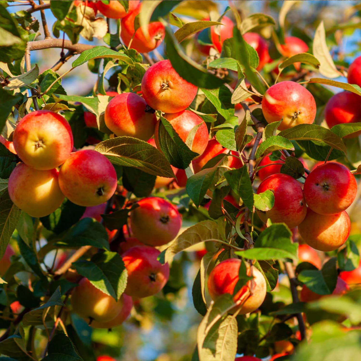 Red Delicious Apple Tree Live Plant for Planting, 1.5-2 Feet Height, Apple Plant Live for Planting, Live Apple Tree Plant, Bareroot